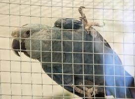 Photo: Ara de spix