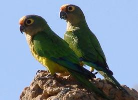 Photo: Conure couronnée