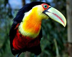 Photo: Toucan à ventre rouge