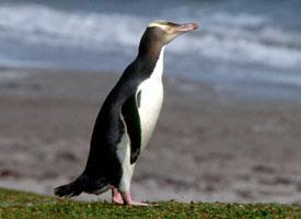 Photo: Manchot antipode