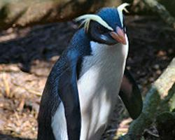Photo: Gorfou du fiordland
