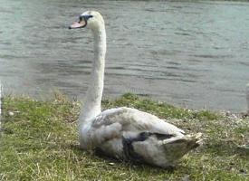 Photo: Cygne tuberculé