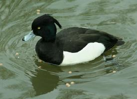 Photo: Fuligule morillon