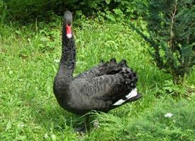 Photo: Cygne noir