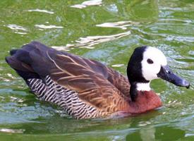 Photo: Dendrocygne veuf