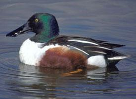 Photo: Canard souchet