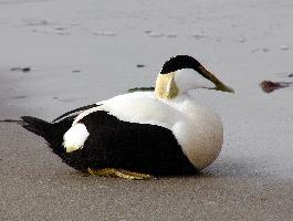 Photo: Eider à duvet