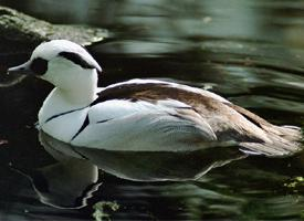 Photo: Harle piette