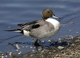Photo: Canard pilet
