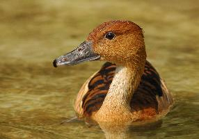 Photo: Dendrocygne fauve