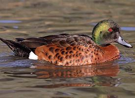 Photo: Sarcelle rousse