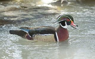 Photo: Canard carolin
