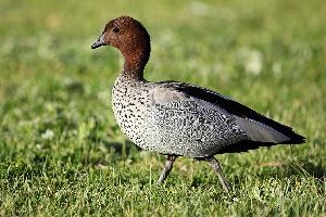 Photo: Canard à crinière