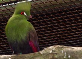 Photo: Touraco vert