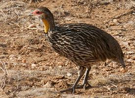 Photo: Francolin à cou jaune