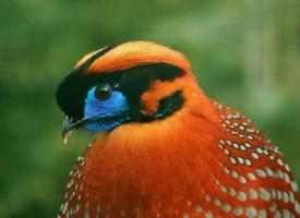 Photo: Tragopan de temminck