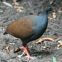 Photo: Mégapode de reinwardt