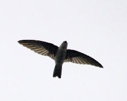 Photo: Salangane à nid blanc