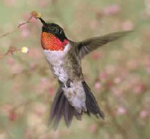 Photo: Colibri à gorge rubis