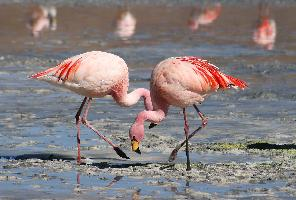 Photo: Flamant de james