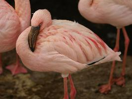 Photo: Petit flamant