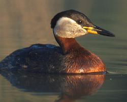 Photo: Grèbe jougris