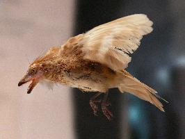 Photo: Énantiornithes