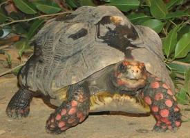 Photo: Tortue charbonnière à pattes rouges