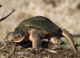 Photo: Tortue serpentine