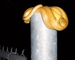 Photo: Serpent brun arboricole