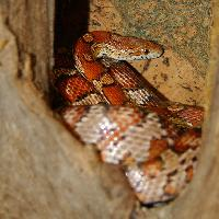 Photo: Serpent des blés