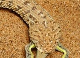 Photo: Vipère du désert de namibie