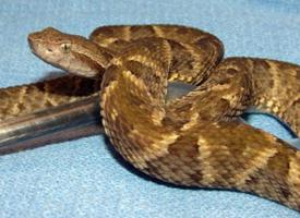 Photo: Fer de lance commun
