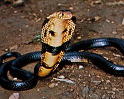 Photo: Cobra cracheur à cou noir