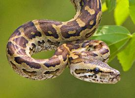 Photo: Python de seba