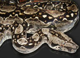 Photo: Boa constricteur
