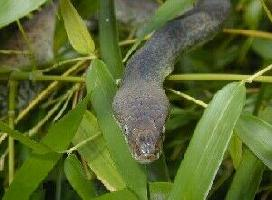 Photo: Python de macklot