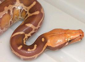 Photo: Python malais