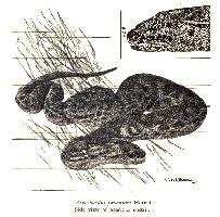 Photo: Serpent verruqueux