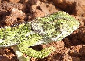 Photo: Caméléon bilobé