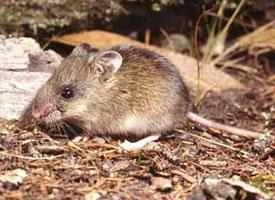 Photo: Souris marsupiale commune