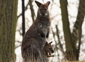 Photo: Wallaby à cou rouge