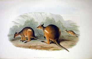 Photo: Pademelon à pattes rouges