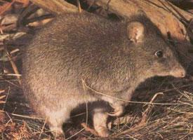 Photo: Potoroo à longs pieds