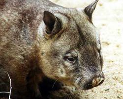 Photo: Wombat à nez poilu du nord