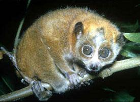 Photo: Loris lent