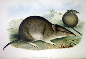 Photo: Bandicoot à nez long