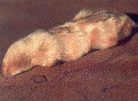 Photo: Grande taupe marsupiale