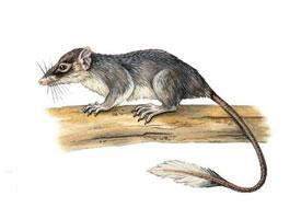 Photo: Ptilocerque de low