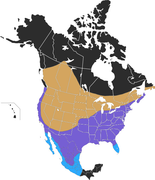 Photo: Vacher à tête brune - occurrence